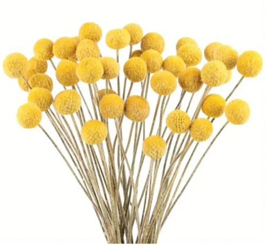 Bouquet de craspedias globosas séchées